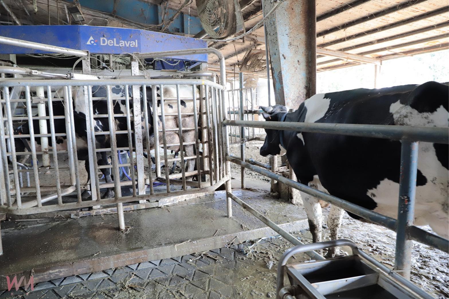 全國首座獲認證　興大畜產試驗場通過動物福利標章評鑑　 - https://www.watchmedia01.com