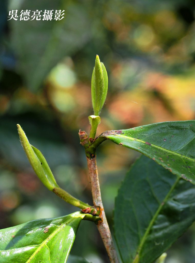 福鼎管陽鎮的馬年賀歲白茶01 - 報新聞 Mega News