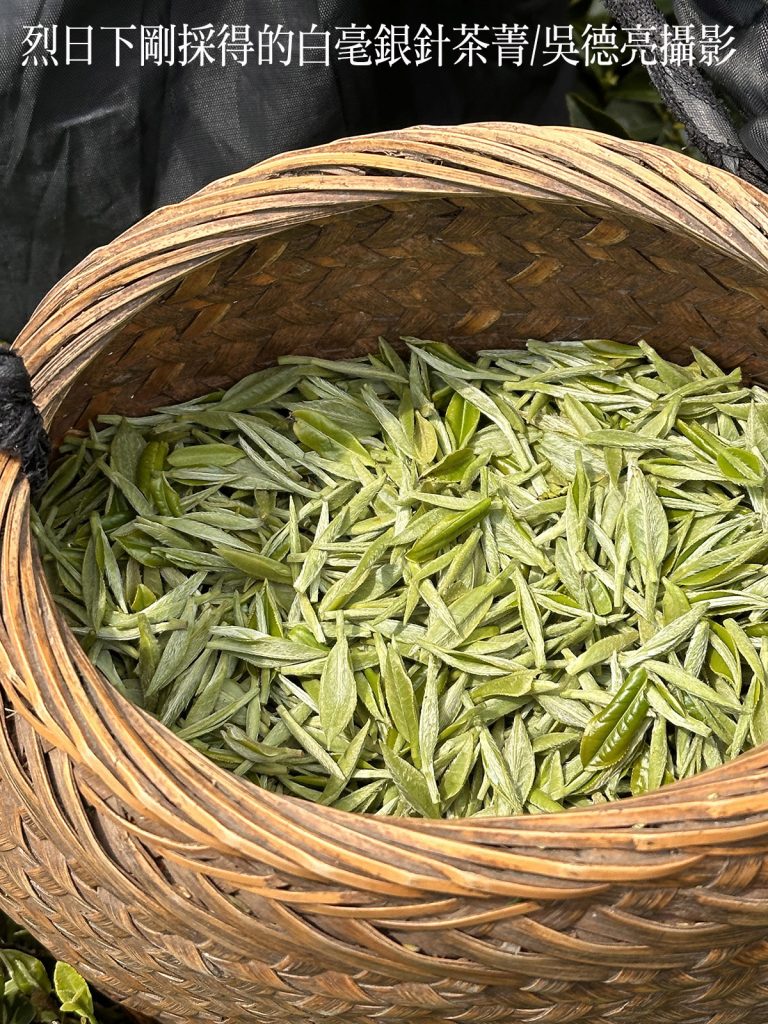 烈日下剛採得的白毫銀針茶菁 - 報新聞 Mega News