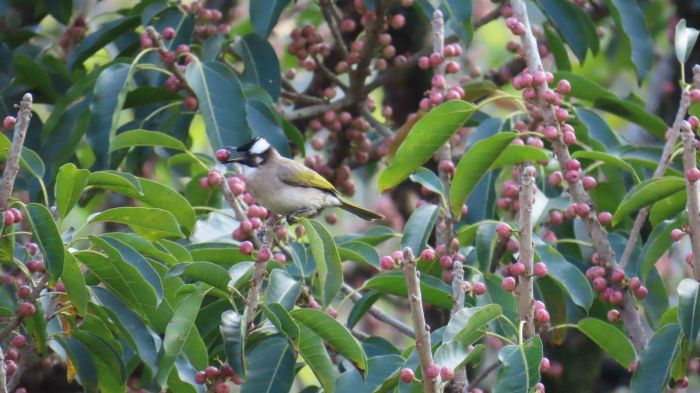 《圖說》森林不僅營造良好自然環境,同時也孕育出多樣原生樹種與野生動物棲地。〈農業局提供〉