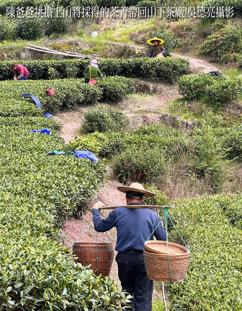 陳爸爸挑擔將採得的茶菁帶回山下茶廠 - 報新聞 Mega News