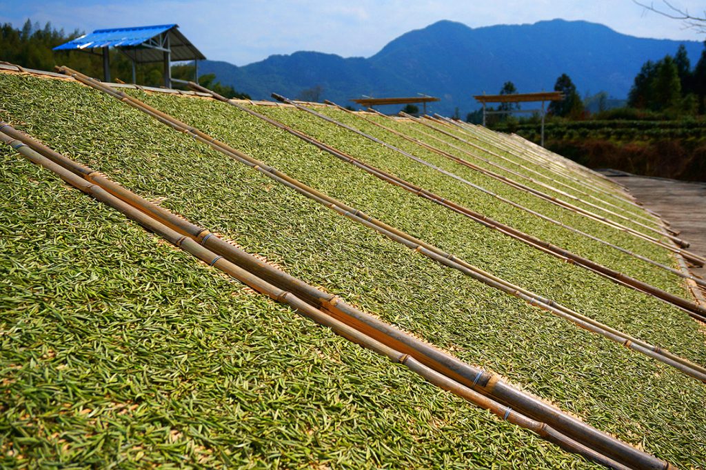 福鼎管陽鎮的馬年賀歲白茶03 - 報新聞 Mega News