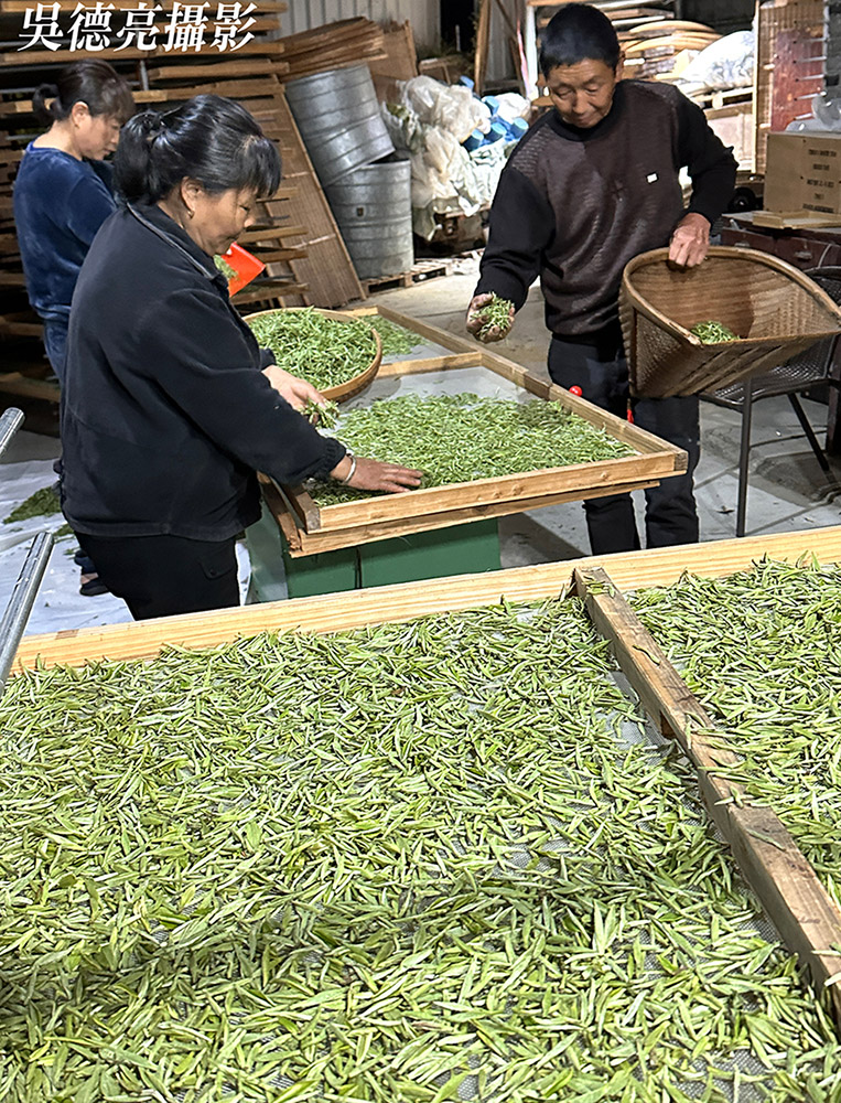 福鼎管陽鎮的馬年賀歲白茶04 - 報新聞 Mega News