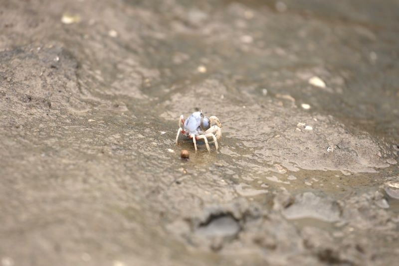 《圖說》紅樹林做為陸地與海洋間的堅實屏障，提供野生動物棲息之處，照片為短指和尚蟹。〈農業局提供〉