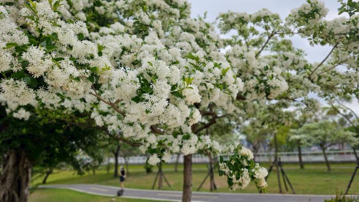 《圖說》車道旁已換上「四月雪」春裝。〈高灘處提供〉