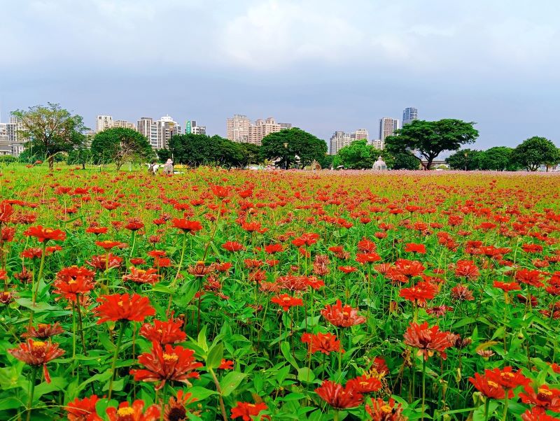《圖說》大都會花海熾熱紅花，交織出動人景色。〈高灘處提供〉