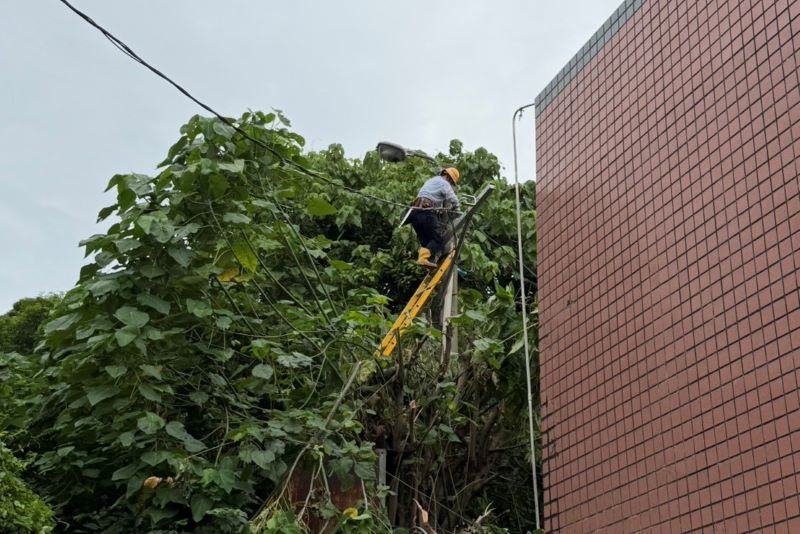 《圖說》台電北西區處人員修剪樹枝維護設備,確保颱風期間電力穩定供應。〈北西區處提供〉